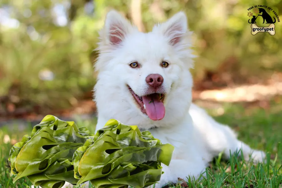 can dogs eat kelp