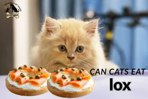 can cats eat kelp