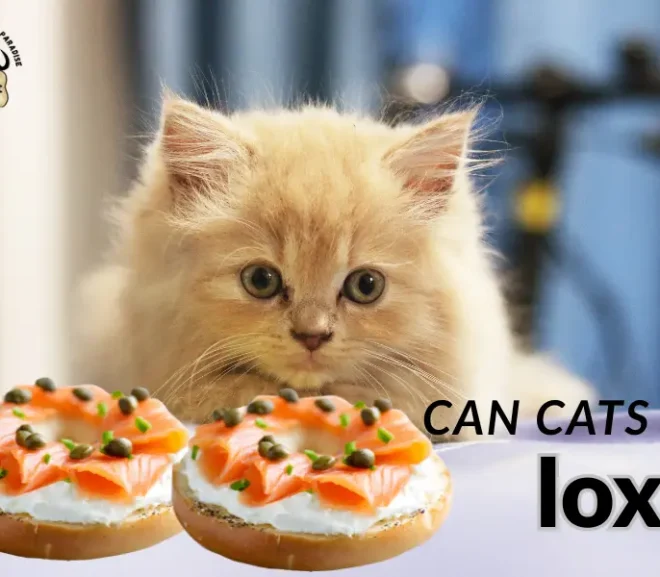 Can Cats Eat Lox? Warning Signs and Safe Alternatives Revealed!