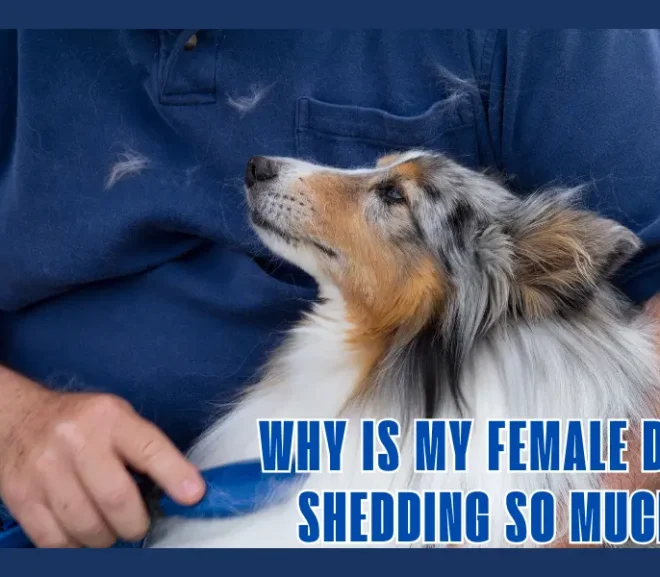 Why Is My Female Dog Shedding So Much? Essential Guide to Protect Your Pet Health!