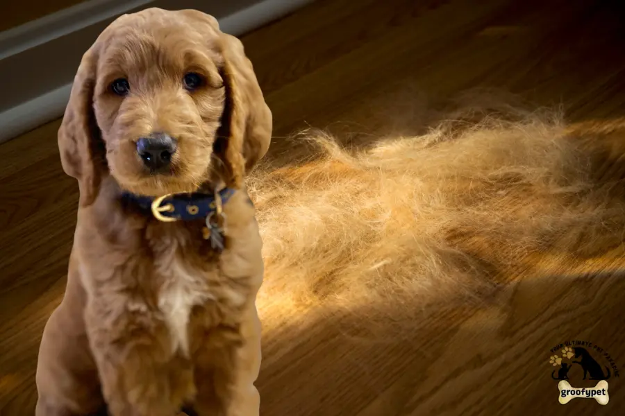 why is my female dog shedding so much