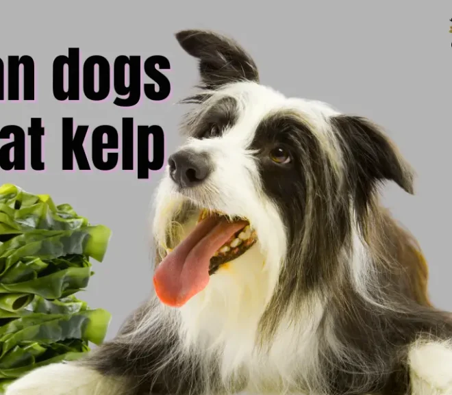 Can Dogs Eat Kelp? The Powerful Benefits and Hidden Risks You Need to Know!