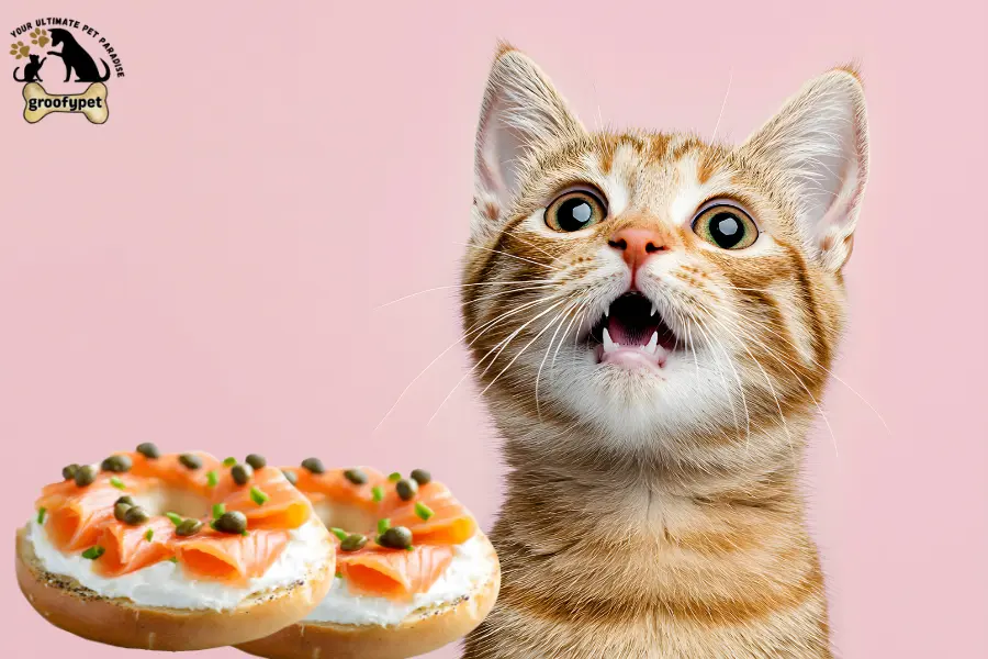 can cats eat lox