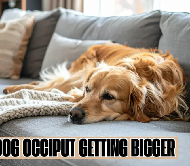 Dog Occiput Getting Bigger: Powerful Insights Every Pet Parent Needs!
