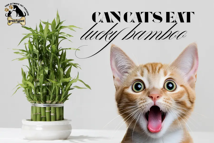 can cats eat lucky bamboo