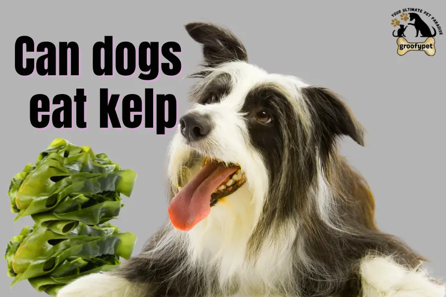 can dogs eat kelp