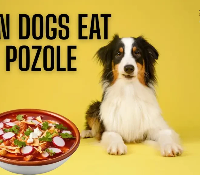 Can Dogs Eat Pozole Safely? What Every Dog Parent Should Know!