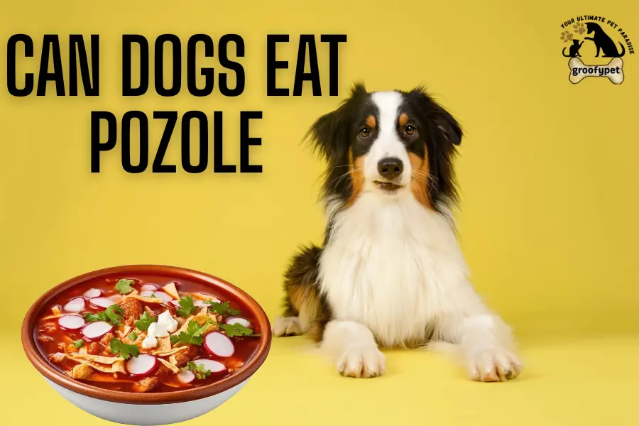 can dogs eat pozole