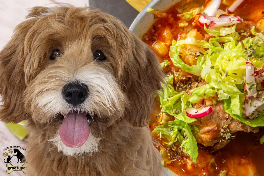 can dogs eat pozole