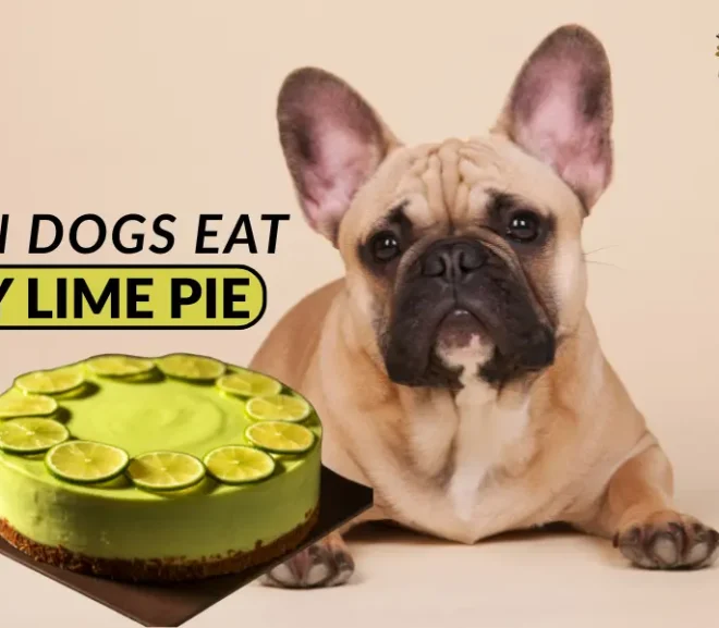 Can Dogs Eat Key Lime Pie? Learn the Surprising Risks and Safer Treats!