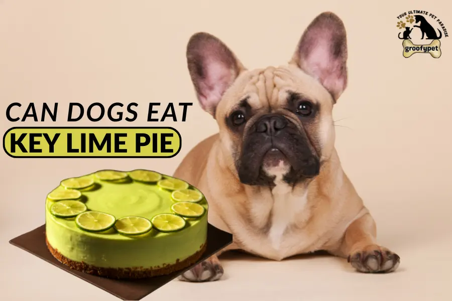 can dogs eat key lime pie