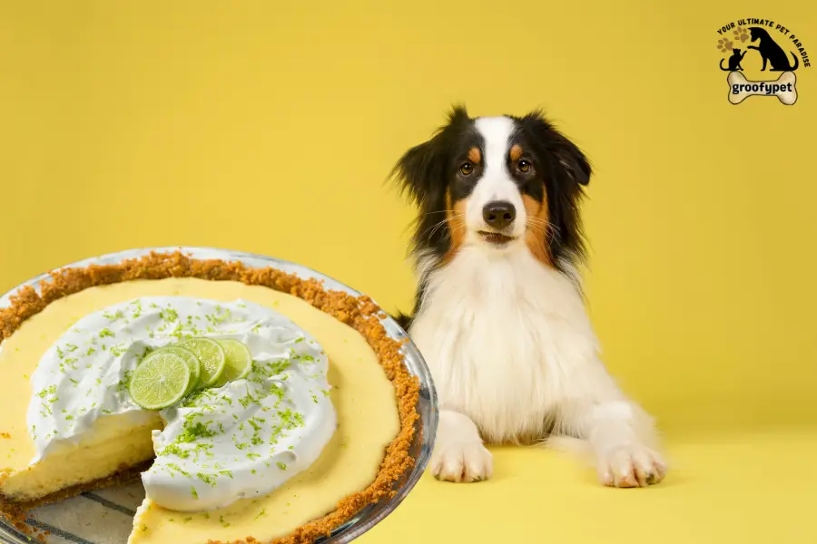 can dogs eat key lime pie