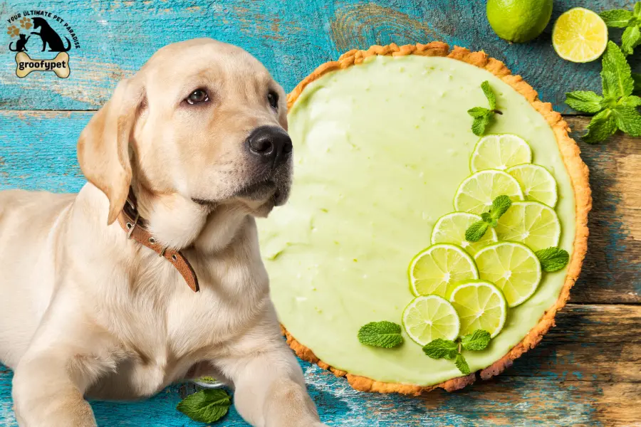can dogs eat key lime pie