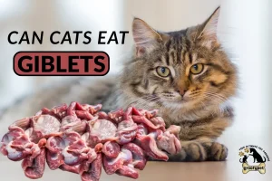 can cats eat giblets