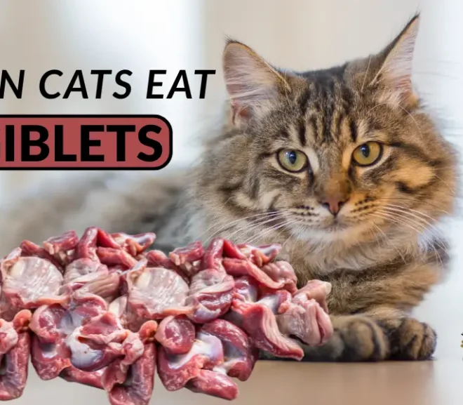 Can Cats Eat Giblets? Benefits, Risks, and Safe Serving Tips!