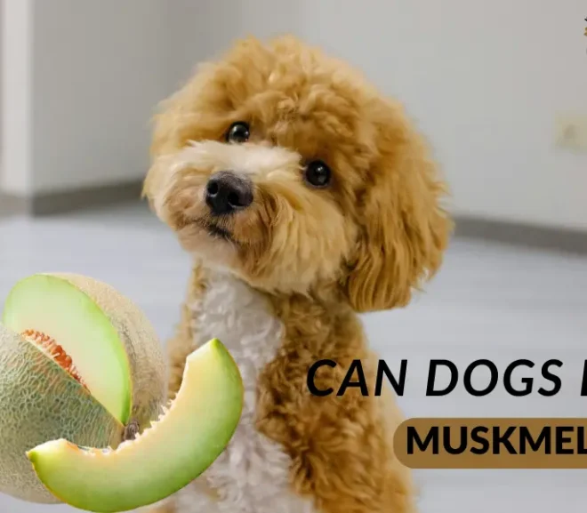 Can Dogs Eat Muskmelon? Discover the Sweet Summer Treat Your Pup Will Love!