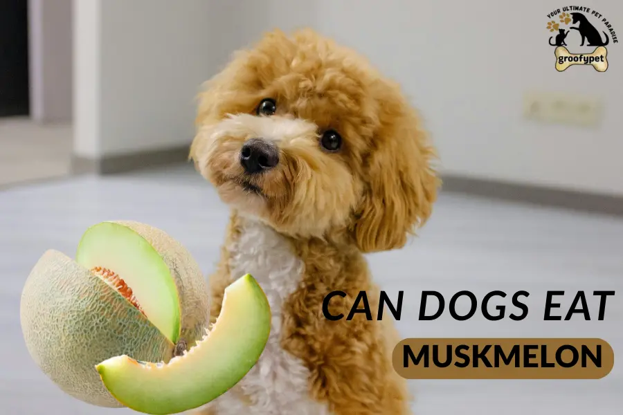 can dogs eat muskmelon