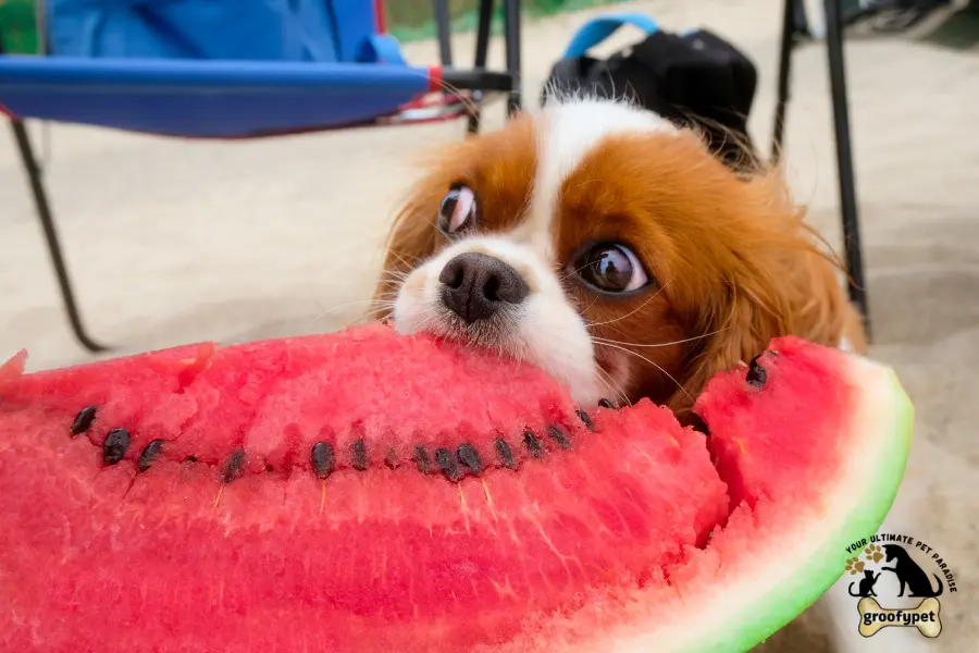 can dogs eat muskmelon