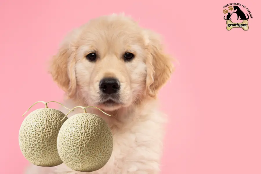 can dogs eat muskmelon