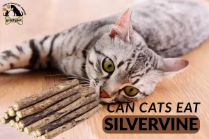 can cats eat silvervine