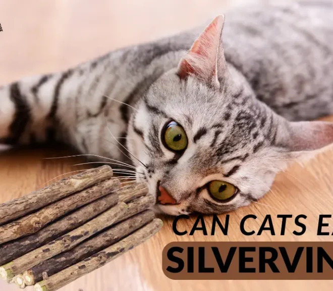 Can Cats Eat Silvervine? The Playful Secret Your Cat Will Love!