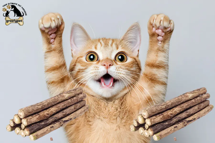 can cats eat silvervine