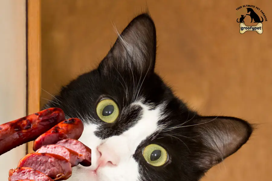 can cats eat kielbasa
