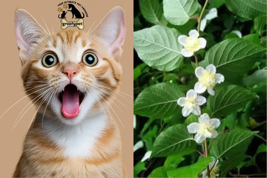 can cats eat silvervine