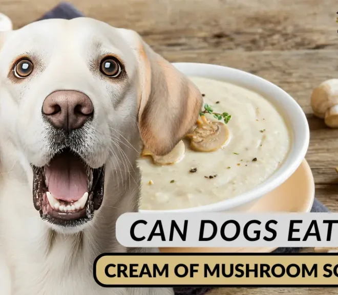 Can Dogs Eat Cream of Mushroom Soup? Safe Alternatives Your Dog Will Love!
