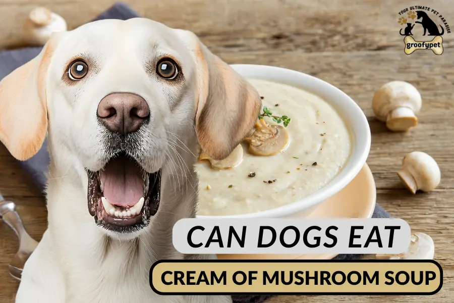 can dogs eat cream of mushroom soup