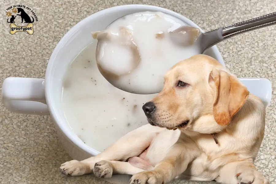can dogs eat cream of mushroom soup