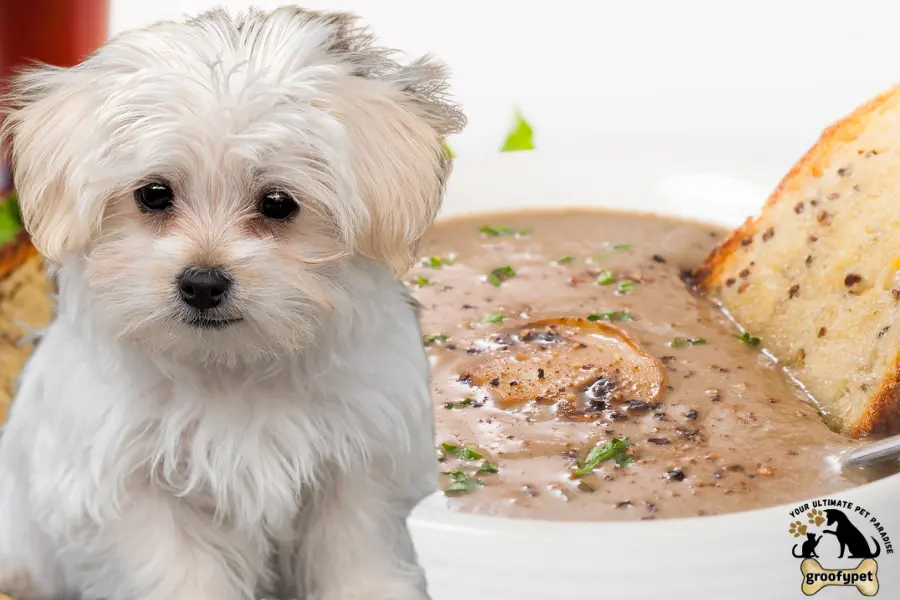 can dogs eat cream of mushroom soup