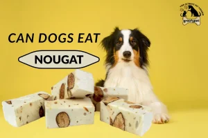 can dogs eat nougat