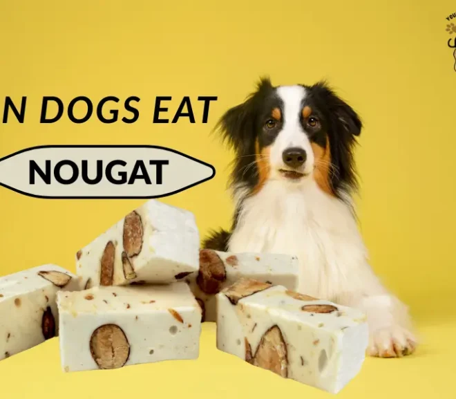 Can Dogs Eat Nougat? The Must-Read Guide to Keep Your Pup Safe!