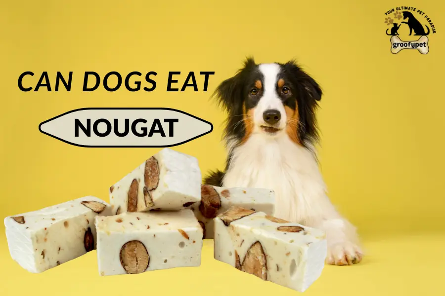 can dogs eat nougat