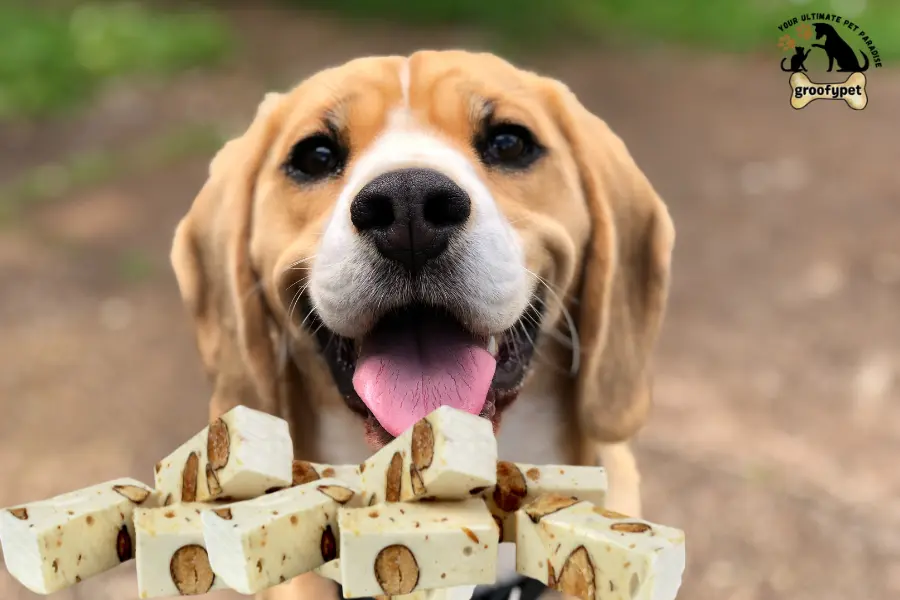 can dogs eat nougat