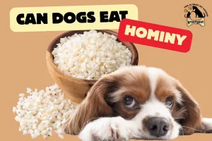 can dogs eat hominy