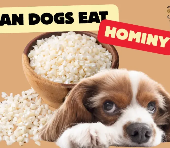 Can Dogs Eat Hominy?Benefits, Risks & Safe Feeding Tips!