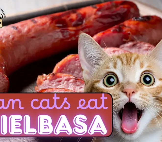 Can Cats Eat Kielbasa? A Loving Look at Risks and Benefits!