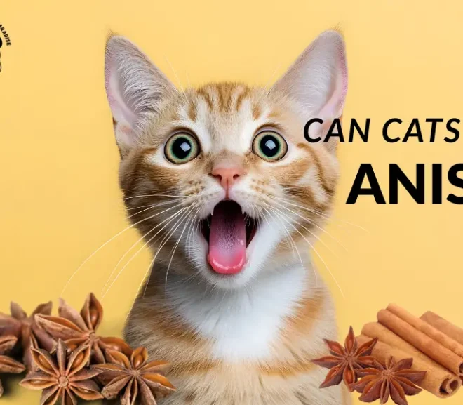 Can Cats Eat Anise? A Pet Parent’s Guide to Playful Benefits & Health Concerns!