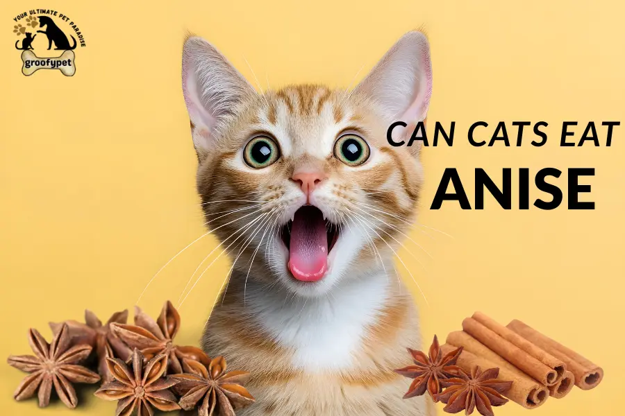 can cats eat anise