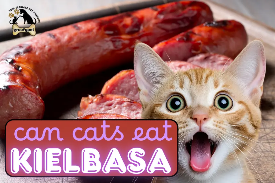 can cats eat kielbasa