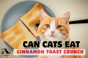Can Cats Eat Cinnamon Toast Crunch