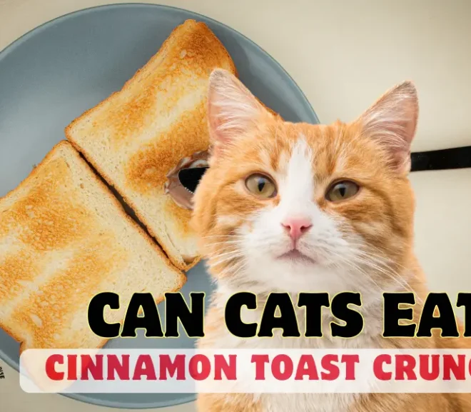 Can Cats Eat Cinnamon Toast Crunch? The Complete Guide to Protecting Your Cat’s Health