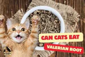 can cats eat valerian root