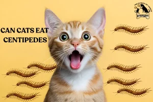 can cats eat centipedes