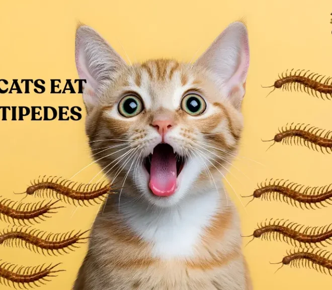 Can Cats Eat Centipedes? The Scary Truth Behind Bug Hunting!