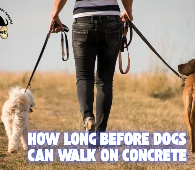 How Long Before Dogs Can Walk on Concrete? Simple Tips to Keep Paws Healthy!
