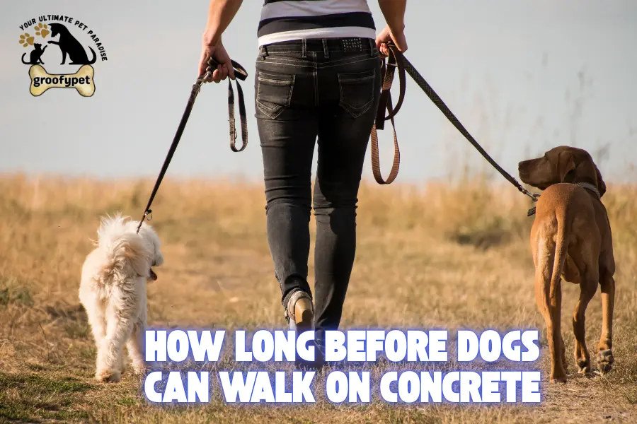 how long before dogs can walk on concrete