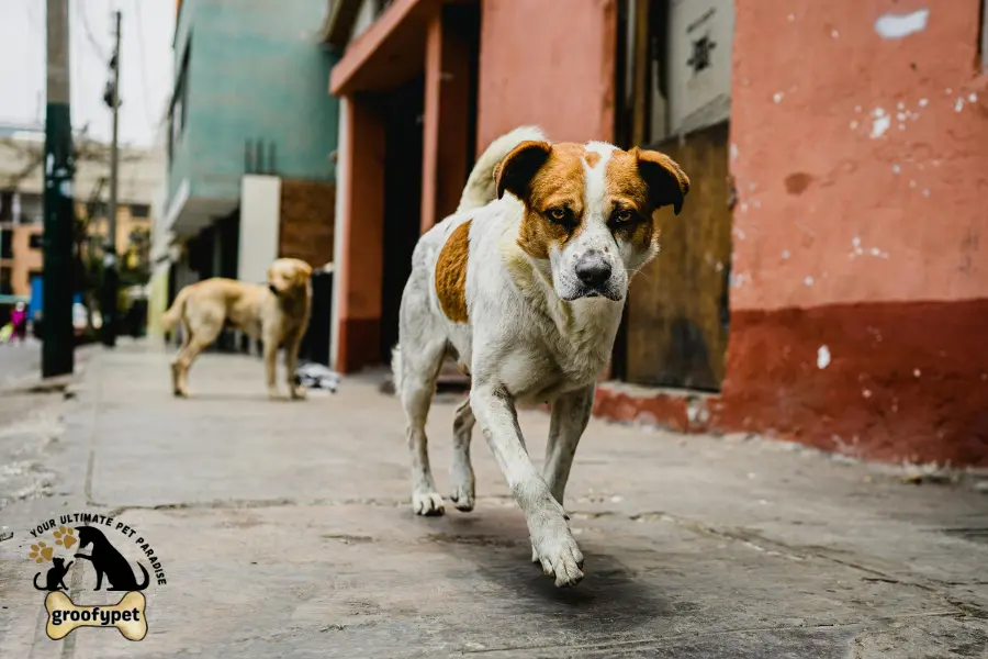 how long before dogs can walk on concrete